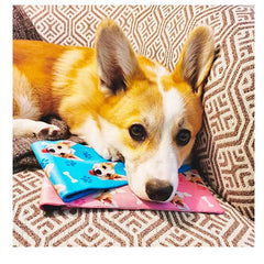 Customized Pets DIY Socks