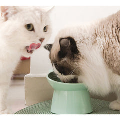 Pet Cat Dog Elevated Bowls PET Protects Cervical Vertebravels High Feeding Bowl